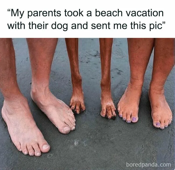 If The World Feels Like A Miserable Place Right Now, These 50 Dog Memes Might Help You Heal