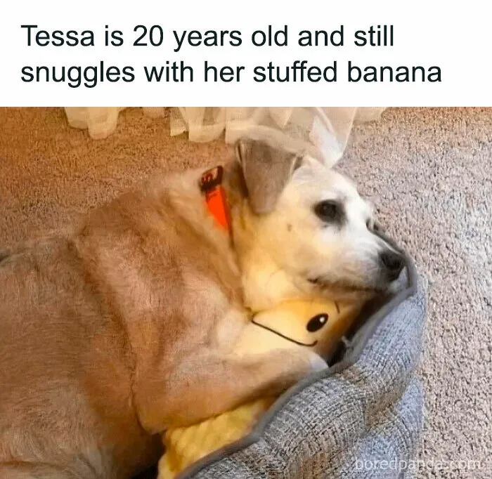 If The World Feels Like A Miserable Place Right Now, These 50 Dog Memes Might Help You Heal