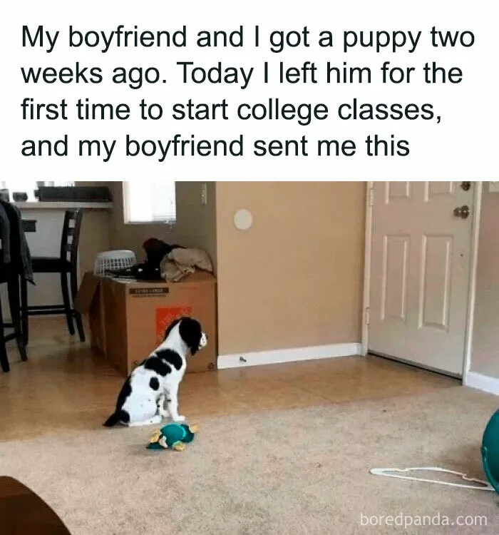 If The World Feels Like A Miserable Place Right Now, These 50 Dog Memes Might Help You Heal