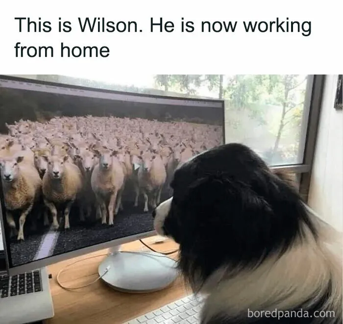 If The World Feels Like A Miserable Place Right Now, These 50 Dog Memes Might Help You Heal