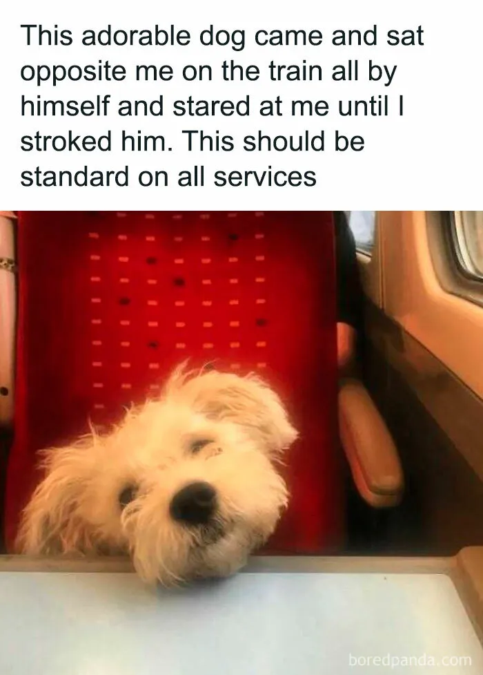 If The World Feels Like A Miserable Place Right Now, These 50 Dog Memes Might Help You Heal