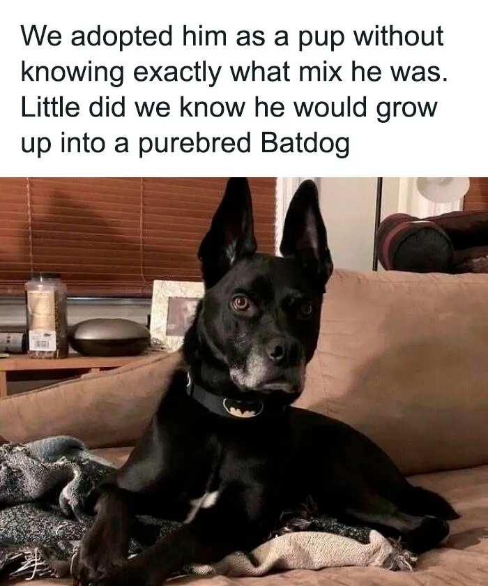 If The World Feels Like A Miserable Place Right Now, These 50 Dog Memes Might Help You Heal