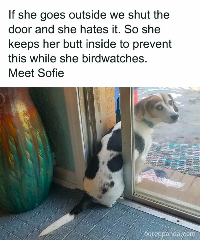 If The World Feels Like A Miserable Place Right Now, These 50 Dog Memes Might Help You Heal