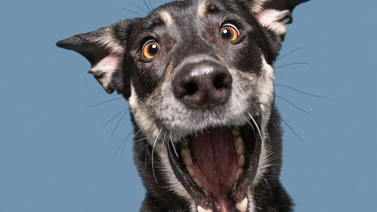 Through Playful Portraits, Photographer Sheds Light On Hunting Dogs In Need Of Homes