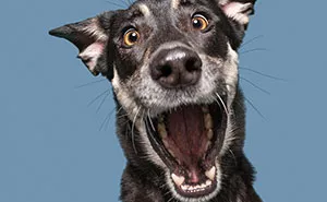 Through Playful Portraits, Photographer Sheds Light On Hunting Dogs In Need Of Homes
