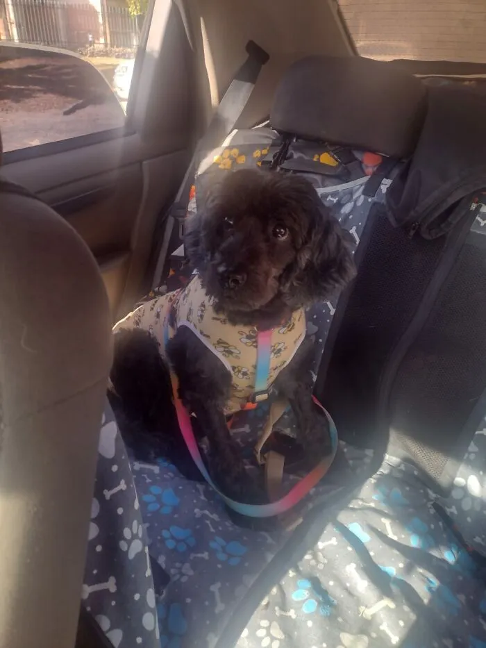 33 Times This “Pet Taxi” Driver Has Taken Cute Selfies With His Furry Customers (New Pics)