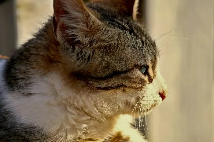 30 People Share What Happened After Their Landlord Came Across Their Non-Existent Pet