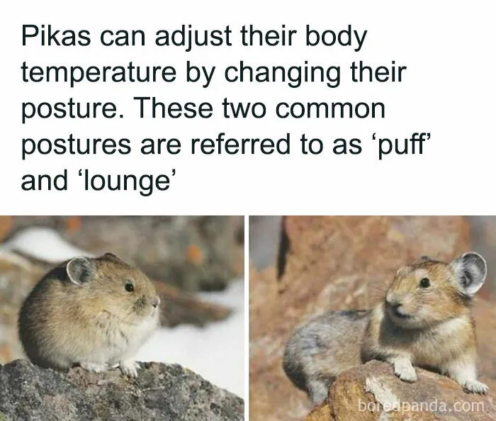 50 Hilarious Memes For People Who Might Have Given Up On Life—But With Humor (New Pics)