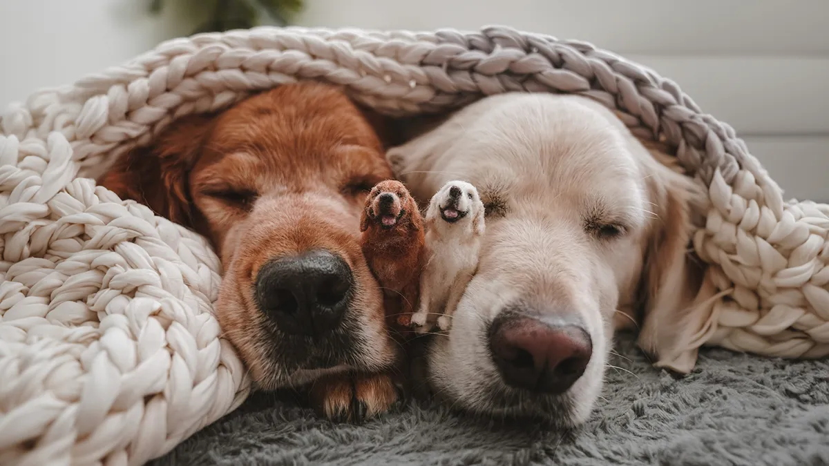 35 Adorable Mini Pets Made Of Felt By This Talented Artist
