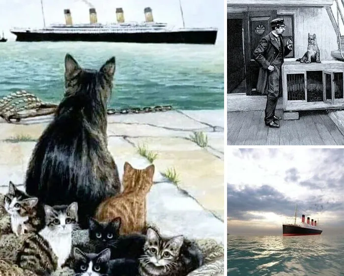 Cats watching a ship sail, a man and a cat onboard, and a ship on the sea, illustrating interesting stories.