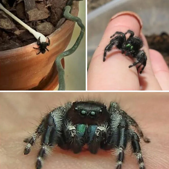 Jumping spider with green eyes on a hand and a flowerpot, showcasing interesting details up close.