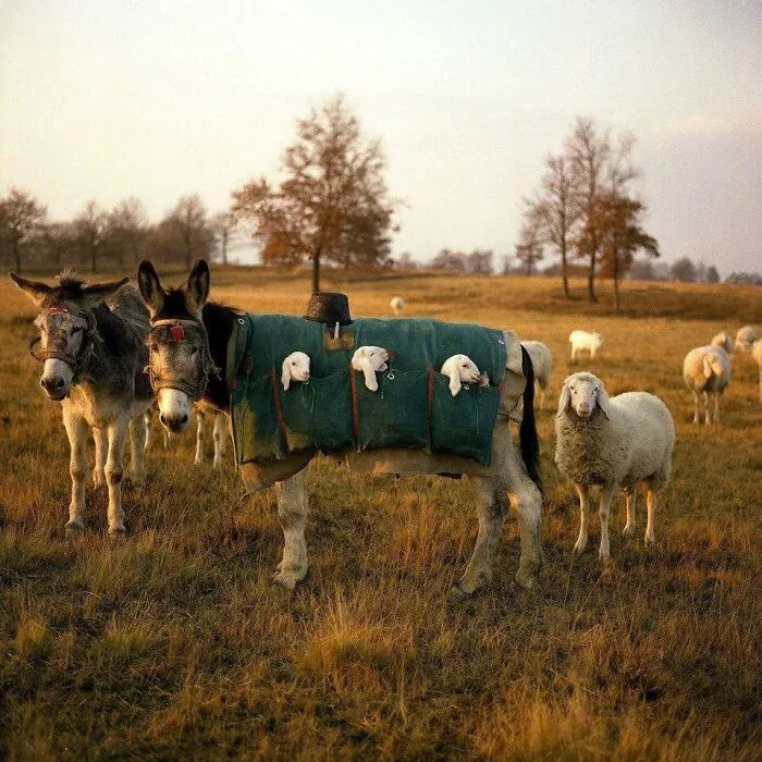 Mule Nannies Are Used In Italy When Grazing Animals Are Moved From High Pastures Down To The Plains