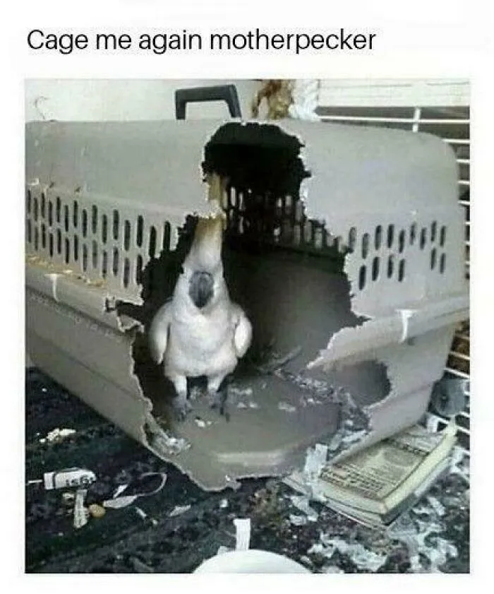 Funny photo of a cockatoo breaking out of a plastic cage with shredded edges.