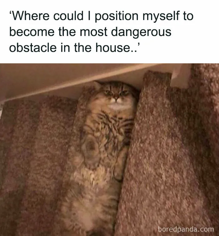 Fluffy cat humorously lying between stairs, looking like a furry obstacle.
