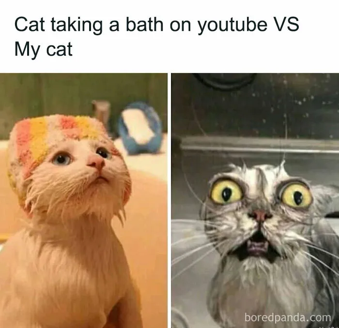 Cute cats taking baths: one calm with a colorful cap, the other wide-eyed and surprised.