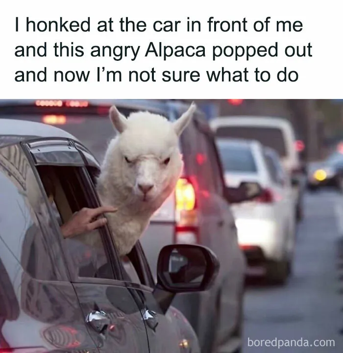 Should I Laugh Or Should I Honk Again? 