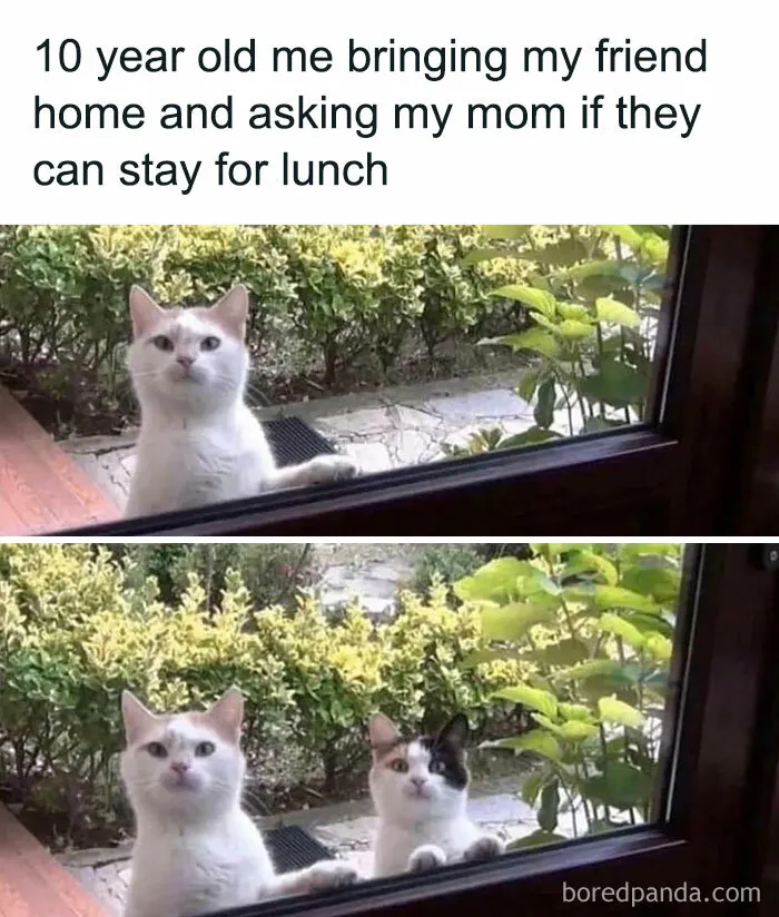 May We Come In And Maybe, Knock Some Stuff Off The Counter