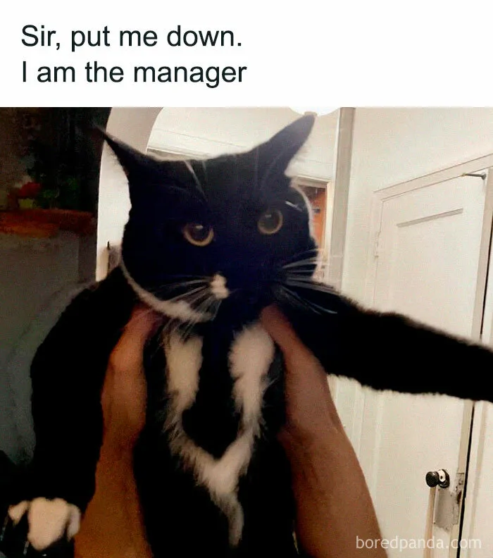 50 Adorable And Funny Cat Memes That May Brighten Your Day