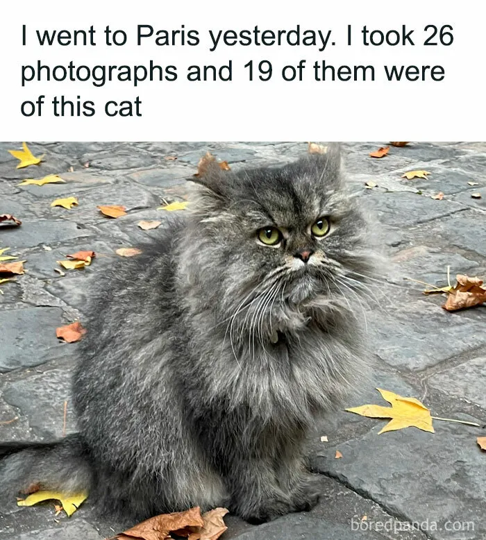 50 Adorable And Funny Cat Memes That May Brighten Your Day