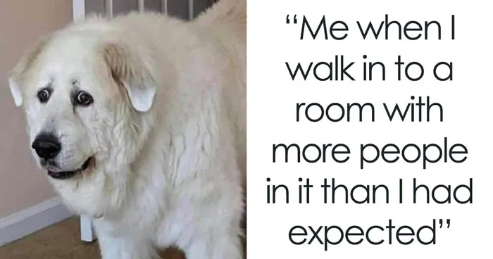 30 Dog Memes That Will Instantly Boost Your Mood And Make You Laugh Out Loud