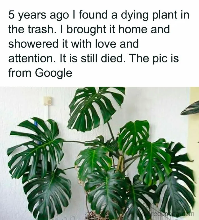 50 Funny Memes For Those Who Have A Green Thumb And A Unique Sense Of Humor