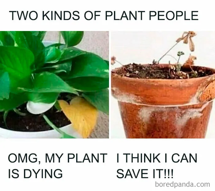 50 Funny Memes For Those Who Have A Green Thumb And A Unique Sense Of Humor