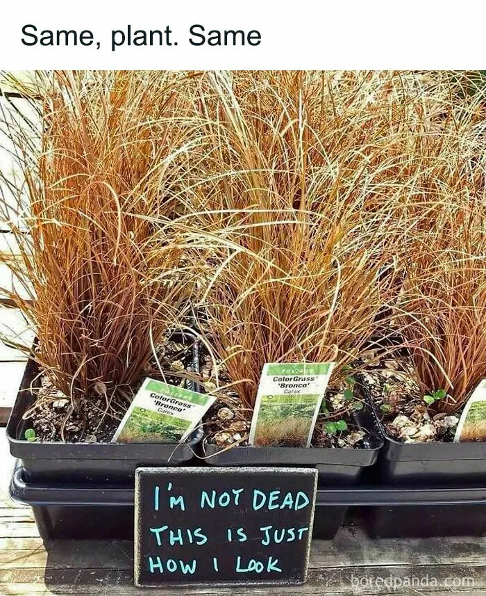 50 Funny Memes For Those Who Have A Green Thumb And A Unique Sense Of Humor