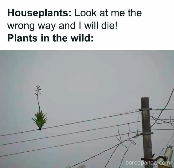50 Funny Memes For Those Who Have A Green Thumb And A Unique Sense Of Humor