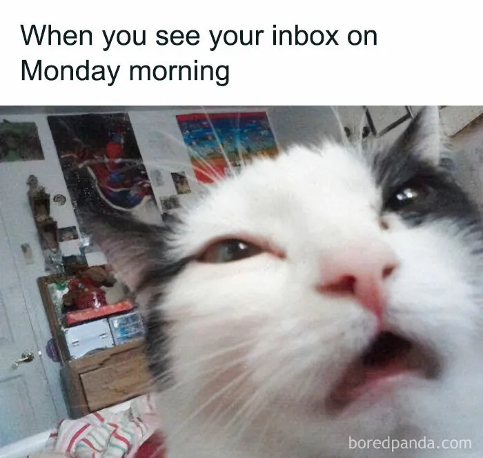 Cat making a funny face, capturing a relatable work meme about Monday morning inbox struggles.