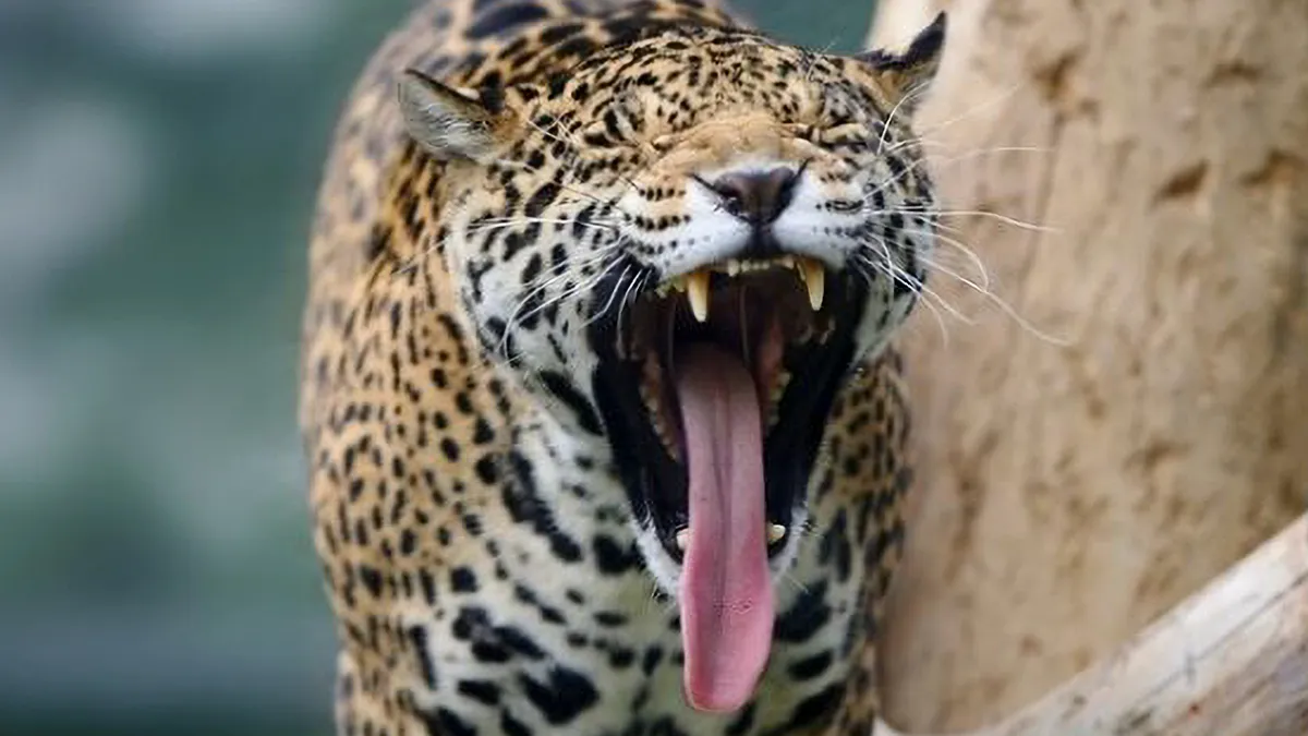 27 Funny Photos That Prove Animals Can Catch Your Yawn
