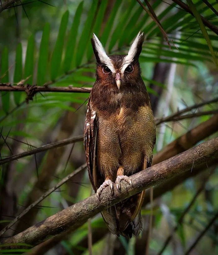 The Crested Owl (Lophostrix Cristata)