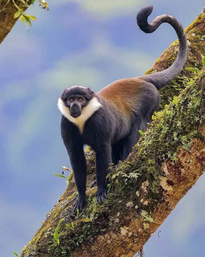 L’hoest’s Monkey (Cercopithecus Lhoesti)