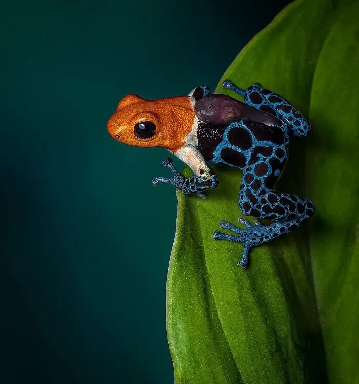 A Male Of The “Nominal” Morph Of The Red-Headed Poison-Frog (Ranitomeya Fantastica)