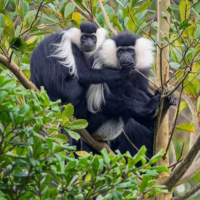 The Angolan Colobus (Colobus Angolensis)