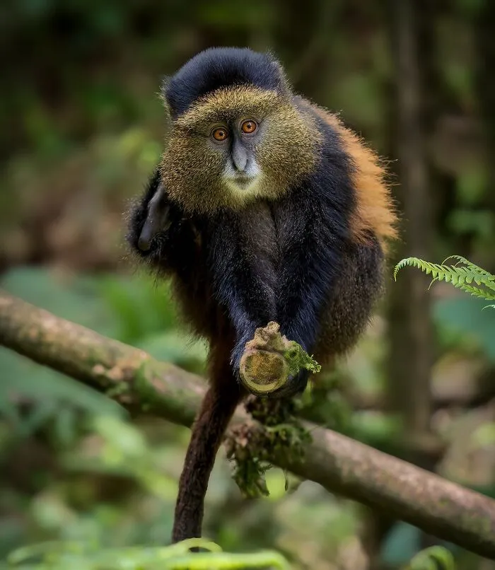 Golden Monkey