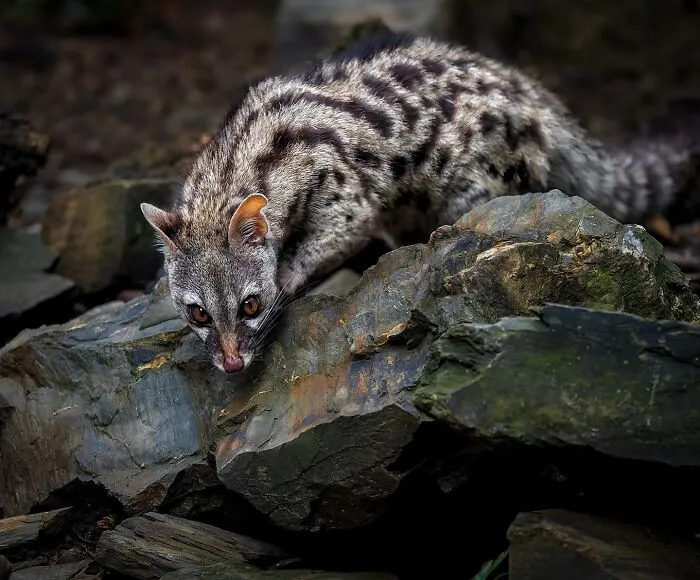 Common Genet (Genetta Genetta)