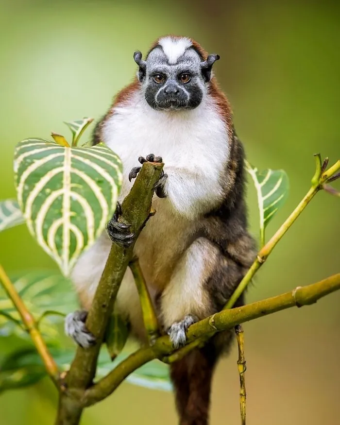 Geoffroy’s Tamarin (Saguinus Geoffroyi)