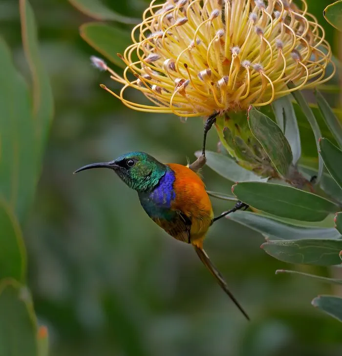 Orange-Breasted Sunbird (Anthobaphes Violacea)