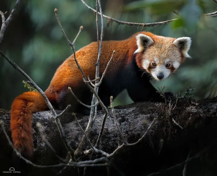 Red Panda (Ailurus Fulgens)