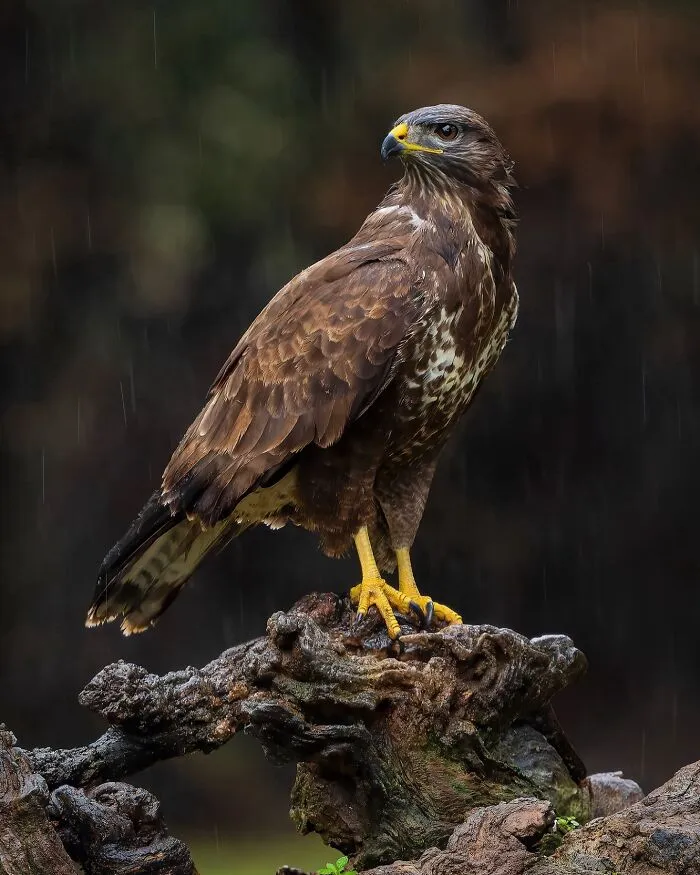 Common Buzzard (Buteo Buteo)