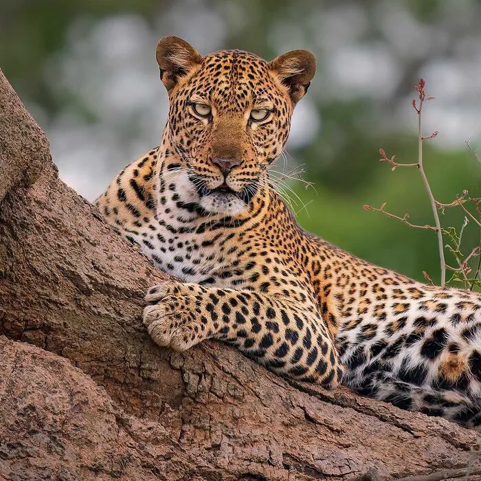 Leopard