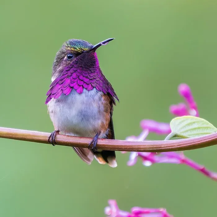 Wine-Throated Hummingbird (Selasphorus Ellioti)