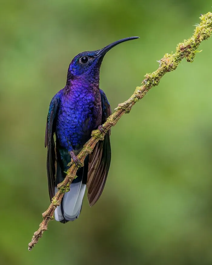 Violet Sabrewing (Campylopterus Hemileucurus)