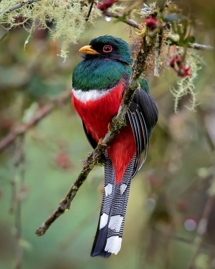 Masked Trogon (Trogon Personatus)