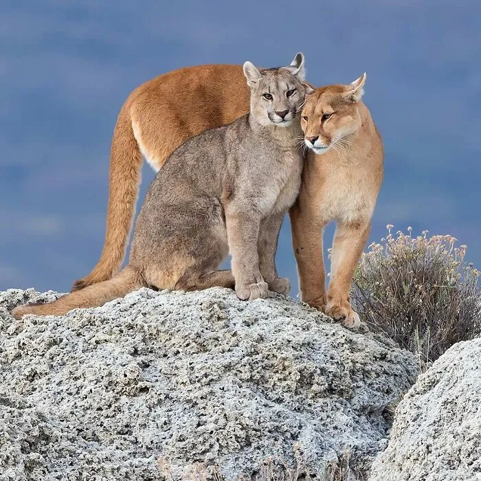 Pumas
