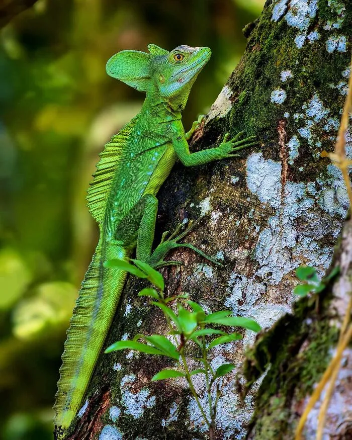 Plumed Basilisk (Basiliscus Plumifrons)