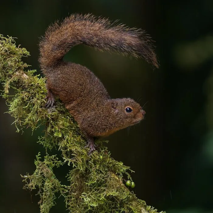 Bang’s Mountain Squirrel (Syntheoscirius Brochus)