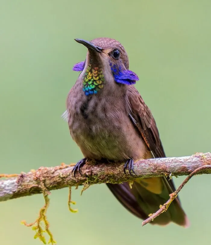 Brown Violetear (Colibri Delphinae)