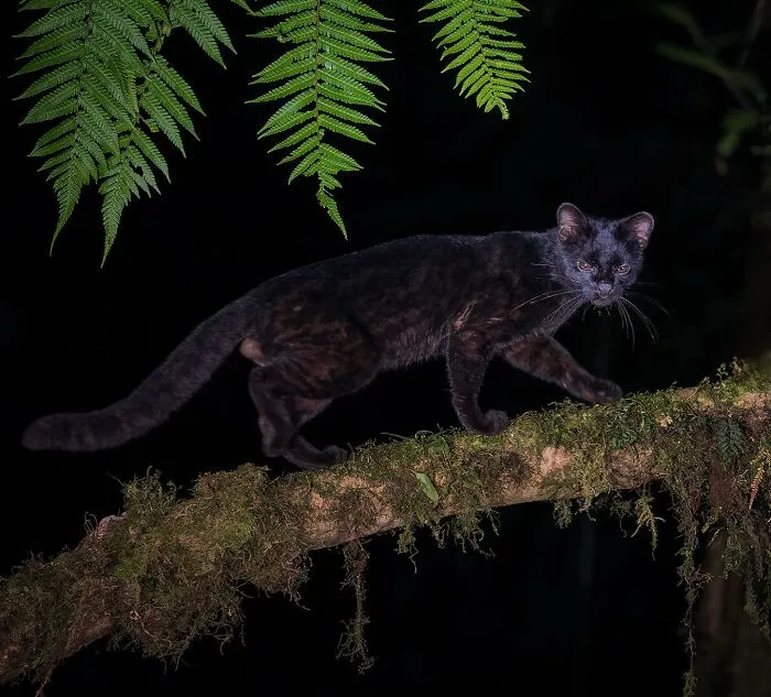 Central American Clouded Oncilla (Leopardus Pardinoides)
