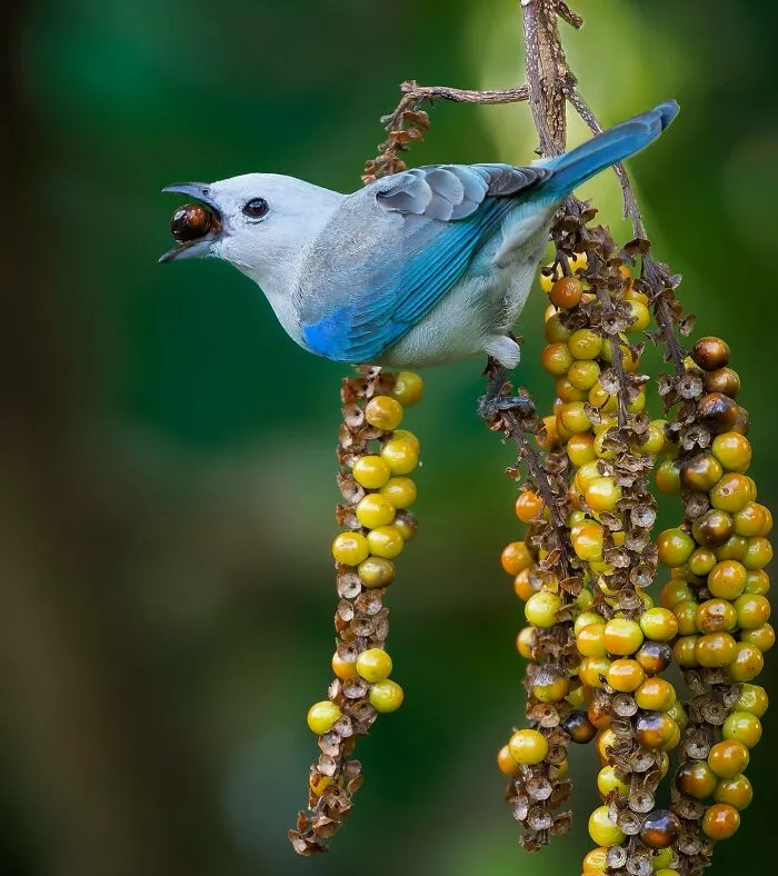 Blue-Gray Tanager (Thraupis Episcopus)